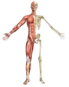 Skeleton